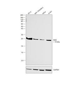 Invitrogen BAD Polyclonal Antibody 100 &mu;L; Unconjugated:Antibodies,