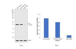 Invitrogen BAD Polyclonal Antibody 100 &mu;L; Unconjugated:Antibodies,