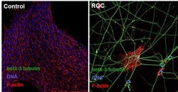 beta-3 Tubulin Polyclonal Antibody, Invitrogen&trade; 100 &mu;L; Unconjugated 