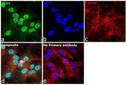 Invitrogen BRD4 Polyclonal Antibody 100 &mu;L; Unconjugated:Antibodies,