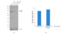 Invitrogen STAT5 beta Polyclonal Antibody 100 &mu;L; Unconjugated:Antibodies,