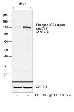 Invitrogen Phospho-IRE1 alpha (Ser724) Polyclonal Antibody 100 &mu;L; Unconjugated:Antibodies,