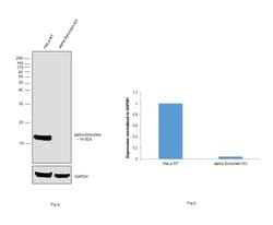Invitrogen alpha Synuclein Polyclonal Antibody 100 &mu;L; Unconjugated:Antibodies,