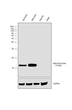 Invitrogen alpha Synuclein Polyclonal Antibody 100 &mu;L; Unconjugated:Antibodies,