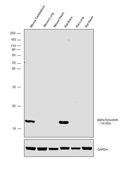 Invitrogen alpha Synuclein Polyclonal Antibody 100 &mu;L; Unconjugated:Antibodies,
