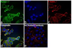 Invitrogen PLCG1 Polyclonal Antibody 100 &mu;L; Unconjugated:Antibodies,