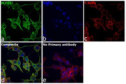 Invitrogen PLCG1 Polyclonal Antibody 100 &mu;L; Unconjugated:Antibodies,