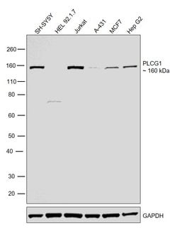 Invitrogen PLCG1 Polyclonal Antibody 100 &mu;L; Unconjugated:Antibodies,