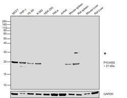 Invitrogen PYCARD Polyclonal Antibody 100 &mu;L; Unconjugated:Antibodies,