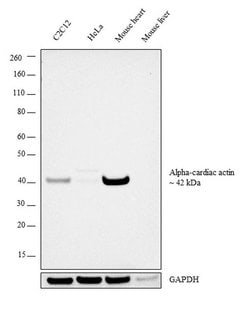 Invitrogen alpha-Cardiac Actin Polyclonal Antibody 100 &mu;L; Unconjugated:Antibodies,