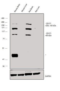 Invitrogen CD171 (L1CAM) Polyclonal Antibody 100 &mu;L; Unconjugated:Antibodies,