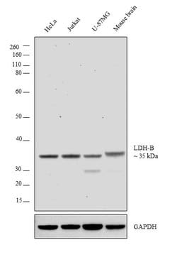 Invitrogen LDHB Polyclonal Antibody 100 &mu;L | Buy Online | Invitrogen&trade; | Fisher Scientific