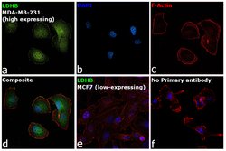 Invitrogen LDHB Polyclonal Antibody 100 &mu;L | Buy Online | Invitrogen&trade; | Fisher Scientific