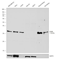 Invitrogen LDHB Polyclonal Antibody 100 &mu;L | Buy Online | Invitrogen&trade; | Fisher Scientific