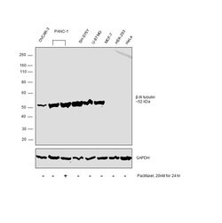 Invitrogen Beta III Tubulin Polyclonal Antibody 100 &mu;L | Buy Online | Invitrogen&trade; | Fisher Scientific