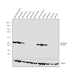 Invitrogen Beta III Tubulin Polyclonal Antibody 100 &mu;L | Buy Online | Invitrogen&trade; | Fisher Scientific
