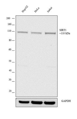 Invitrogen SIRT1 Polyclonal Antibody 100 &mu;L; Unconjugated:Antibodies,