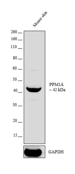 Invitrogen PPM1A Polyclonal Antibody 100 &mu;L; Unconjugated:Antibodies,