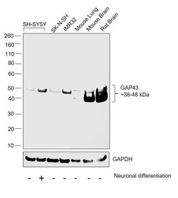 Invitrogen GAP43 Polyclonal Antibody 100 &mu;L | Buy Online | Invitrogen&trade; | Fisher Scientific