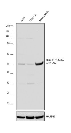 Invitrogen Beta III Tubulin Polyclonal Antibody 100 &mu;L | Buy Online | Invitrogen&trade; | Fisher Scientific