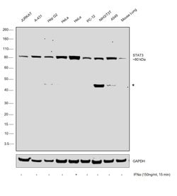 Invitrogen STAT3 Polyclonal Antibody 100 &mu;L; Unconjugated:Antibodies,