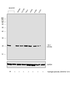 Invitrogen DJ-1 Polyclonal Antibody 100 &mu;L | Buy Online | Invitrogen&trade; | Fisher Scientific