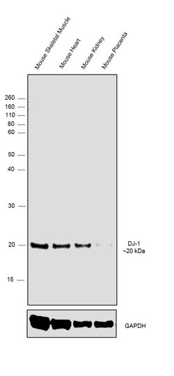 Invitrogen DJ-1 Polyclonal Antibody 100 &mu;L | Buy Online | Invitrogen&trade; | Fisher Scientific