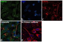 Invitrogen MMP16 Polyclonal Antibody 100 &mu;L; Unconjugated:Antibodies,