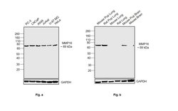 Invitrogen MMP16 Polyclonal Antibody 100 &mu;L; Unconjugated:Antibodies,