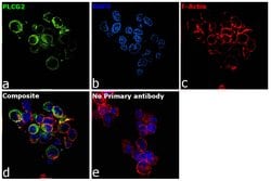 Invitrogen PLCG2 Polyclonal Antibody 100 &mu;L | Buy Online | Invitrogen&trade; | Fisher Scientific