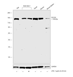Invitrogen PLCG2 Polyclonal Antibody 100 &mu;L | Buy Online | Invitrogen&trade; | Fisher Scientific