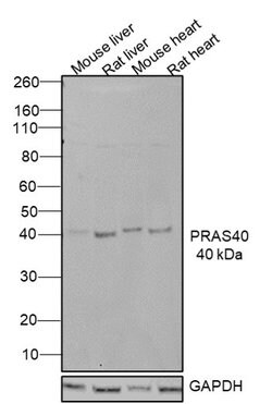 Invitrogen PRAS40 Polyclonal Antibody 100 &mu;L; Unconjugated:Antibodies,