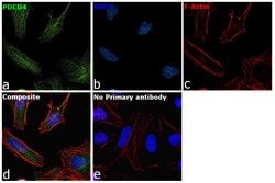 Invitrogen PDCD4 Polyclonal Antibody 100 &mu;L; Unconjugated:Antibodies,