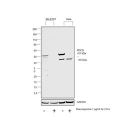 Invitrogen PDCD4 Polyclonal Antibody 100 &mu;L; Unconjugated:Antibodies,