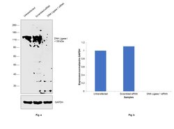 Invitrogen DNA Ligase I Polyclonal Antibody 100 &mu;L; Unconjugated:Antibodies,