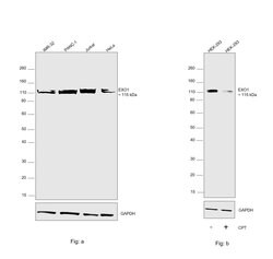 Invitrogen EXO1 Polyclonal Antibody 100 &mu;L; Unconjugated:Antibodies,