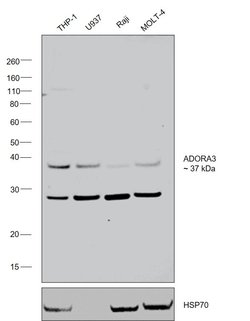 Invitrogen Apelin Receptor Polyclonal Antibody 100 &mu;L; Unconjugated:Antibodies,