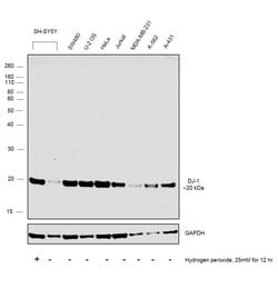 Invitrogen DJ-1 Polyclonal Antibody 100 &mu;L; Unconjugated:Antibodies,