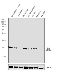 Invitrogen DJ-1 Polyclonal Antibody 100 &mu;L; Unconjugated:Antibodies,