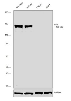 Invitrogen NF-H Polyclonal Antibody 100 &mu;L; Unconjugated:Antibodies,