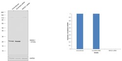 MAD2 Polyclonal Antibody:Antibodies, Polyclonal