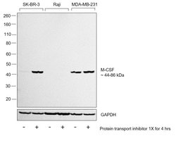 Invitrogen M-CSF Polyclonal Antibody 100 &mu;L; Unconjugated:Antibodies,