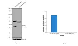 Invitrogen PINK1 Polyclonal Antibody 100 &mu;L | Buy Online | Invitrogen&trade; | Fisher Scientific