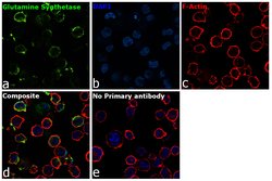 Invitrogen Glutamine Synthetase Polyclonal Antibody 100 &mu;L; Unconjugated:Antibodies,