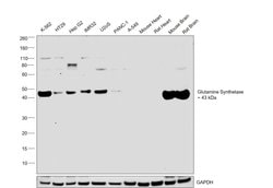 Invitrogen Glutamine Synthetase Polyclonal Antibody 100 &mu;L; Unconjugated:Antibodies,