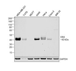 Invitrogen DR4 Polyclonal Antibody 100 &mu;L | Buy Online | Invitrogen&trade; | Fisher Scientific