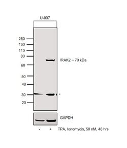 Invitrogen IRAK2 Polyclonal Antibody 100 &mu;L; Unconjugated:Antibodies,