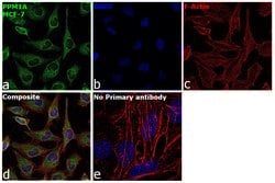 Invitrogen PPM1A Polyclonal Antibody 100 &mu;L; Unconjugated:Antibodies,