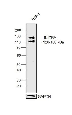 Invitrogen IL-17Ra Polyclonal Antibody 100 &mu;L; Unconjugated:Antibodies,