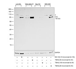 Invitrogen Nrf2 Polyclonal Antibody 100 &mu;L | Buy Online | Invitrogen&trade; | Fisher Scientific